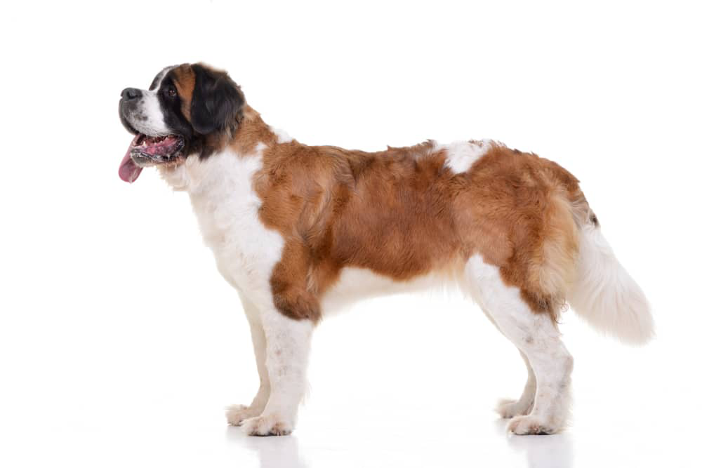 displasia-de-cadera-en-perros-01.jpg