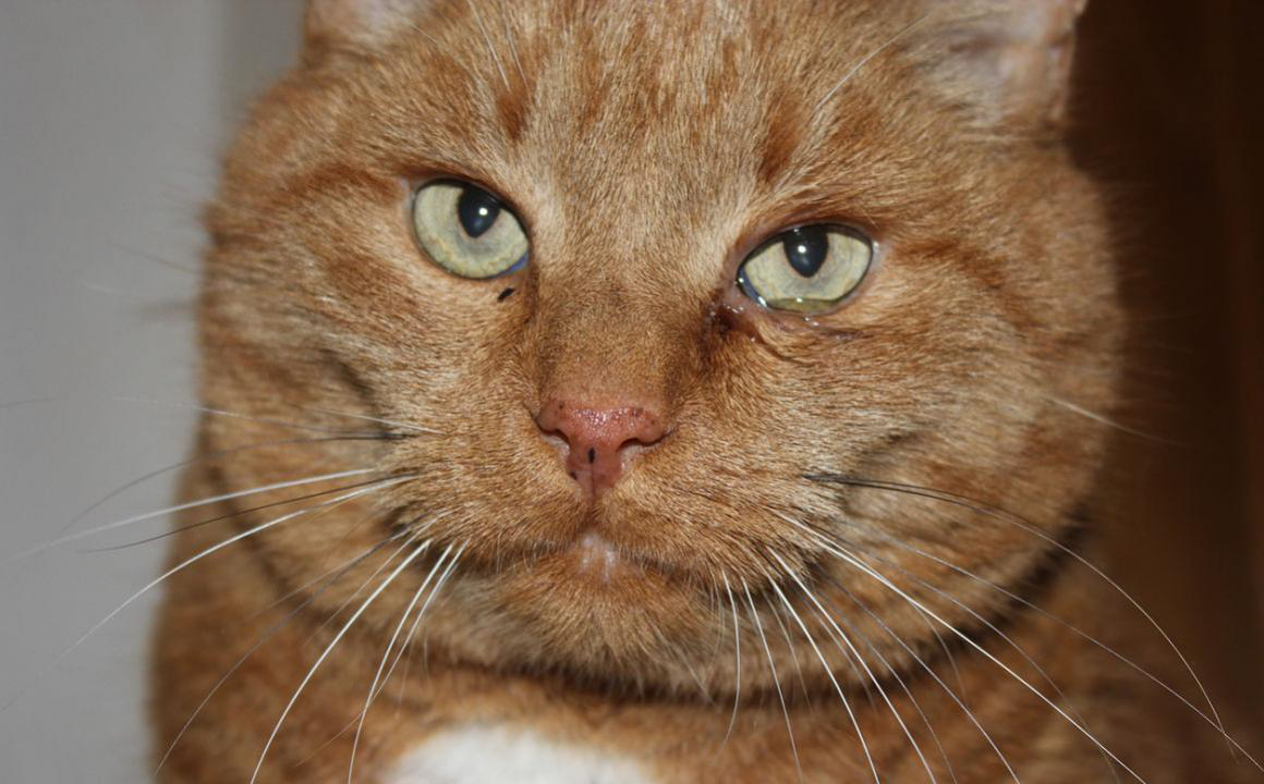 Conjonctivite chez le chat : soins