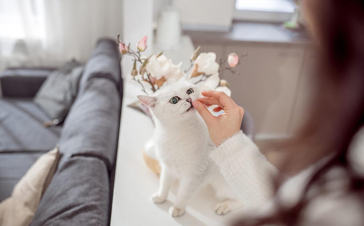 como_dar_de_comer_a_un_gato_2.jpg