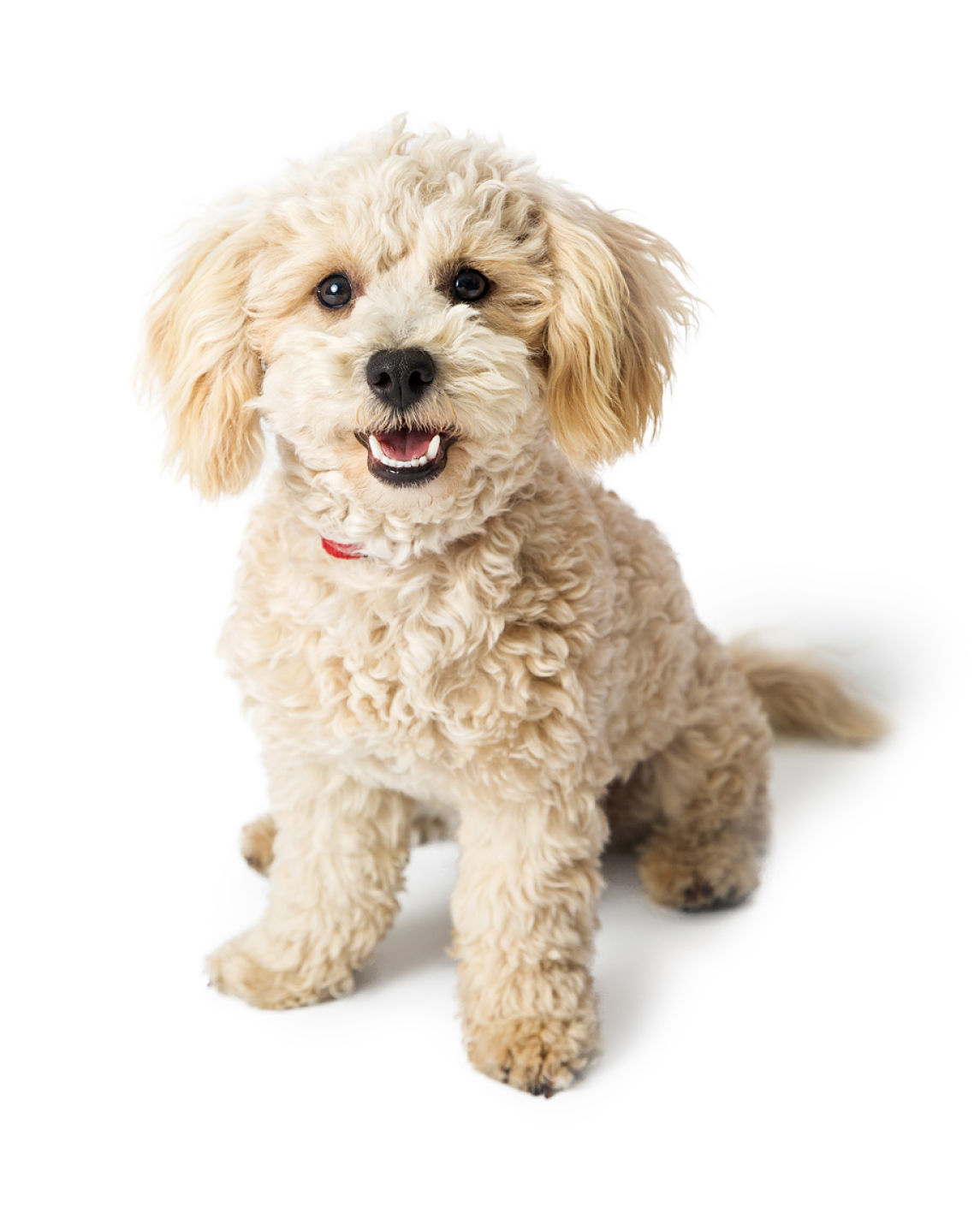 caniche-2_0.jpg