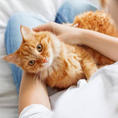 &iquest;Por qu&eacute; mi gato vomita agua?