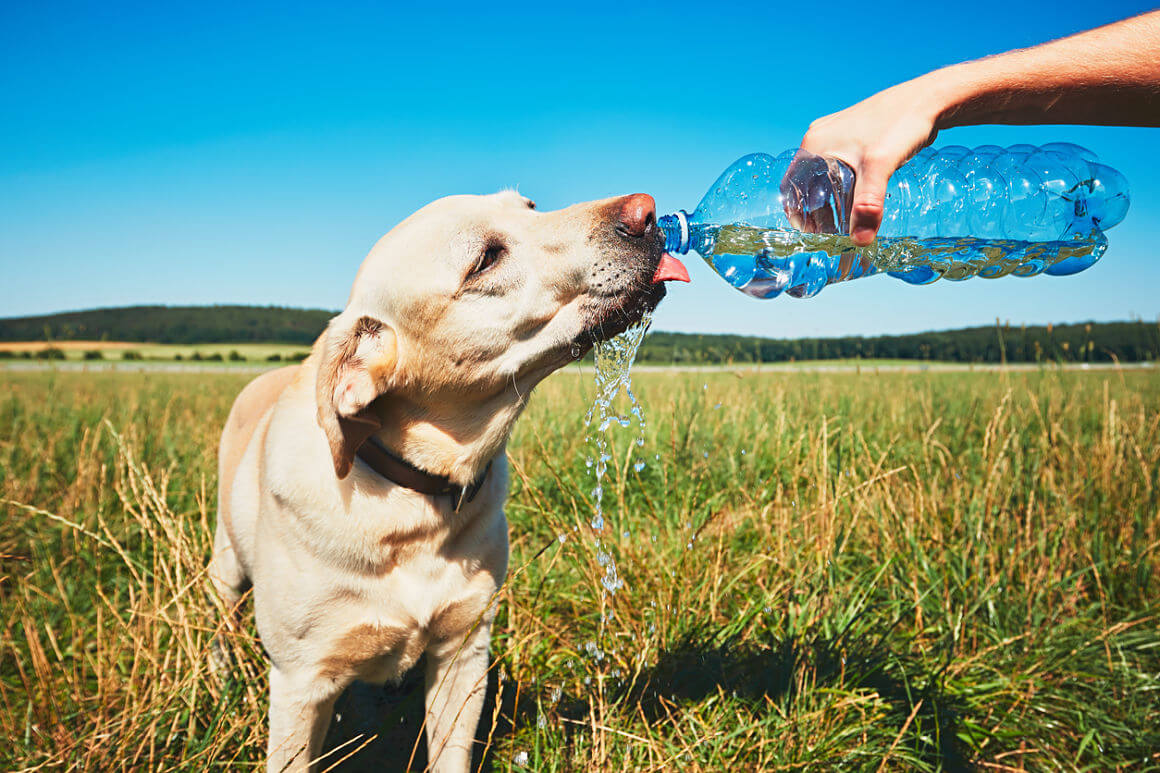 colpo-di-calore-nel-cane-2.jpg