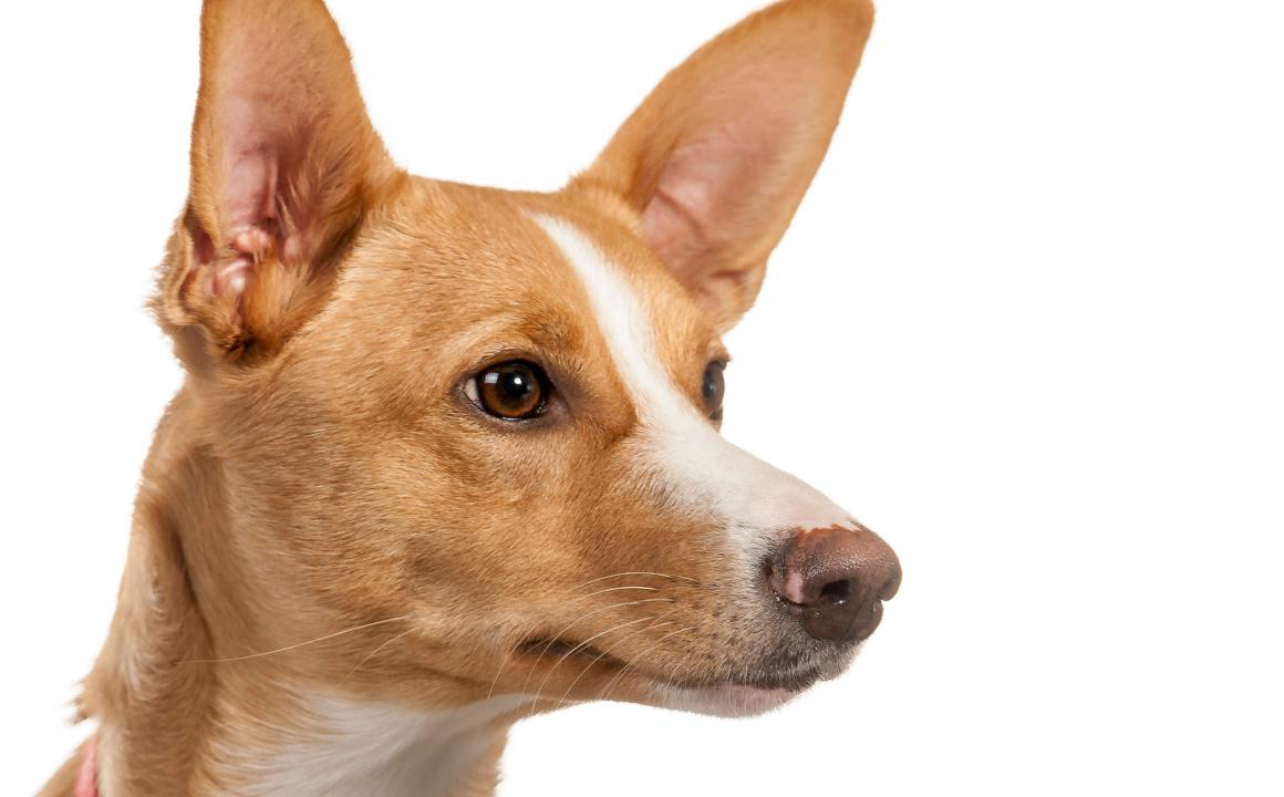 Podenco Andaluz