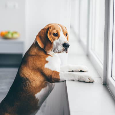 Las razones detr&aacute;s del abandono de una mascota