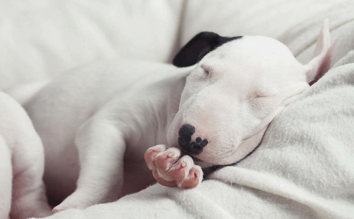 El bull terrier