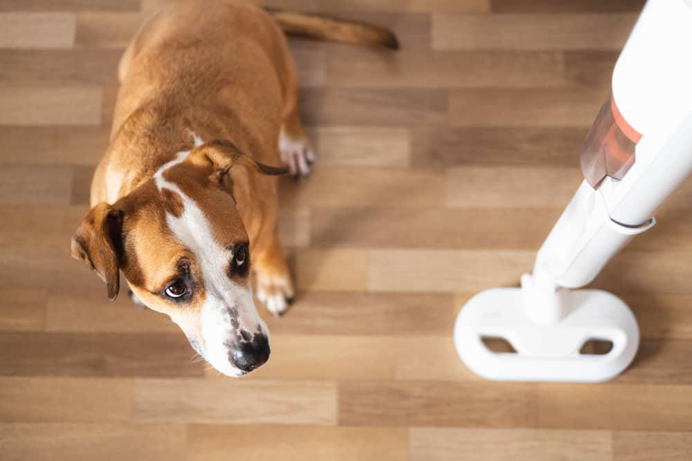 anxi&eacute;t&eacute;-chien-003.jpg