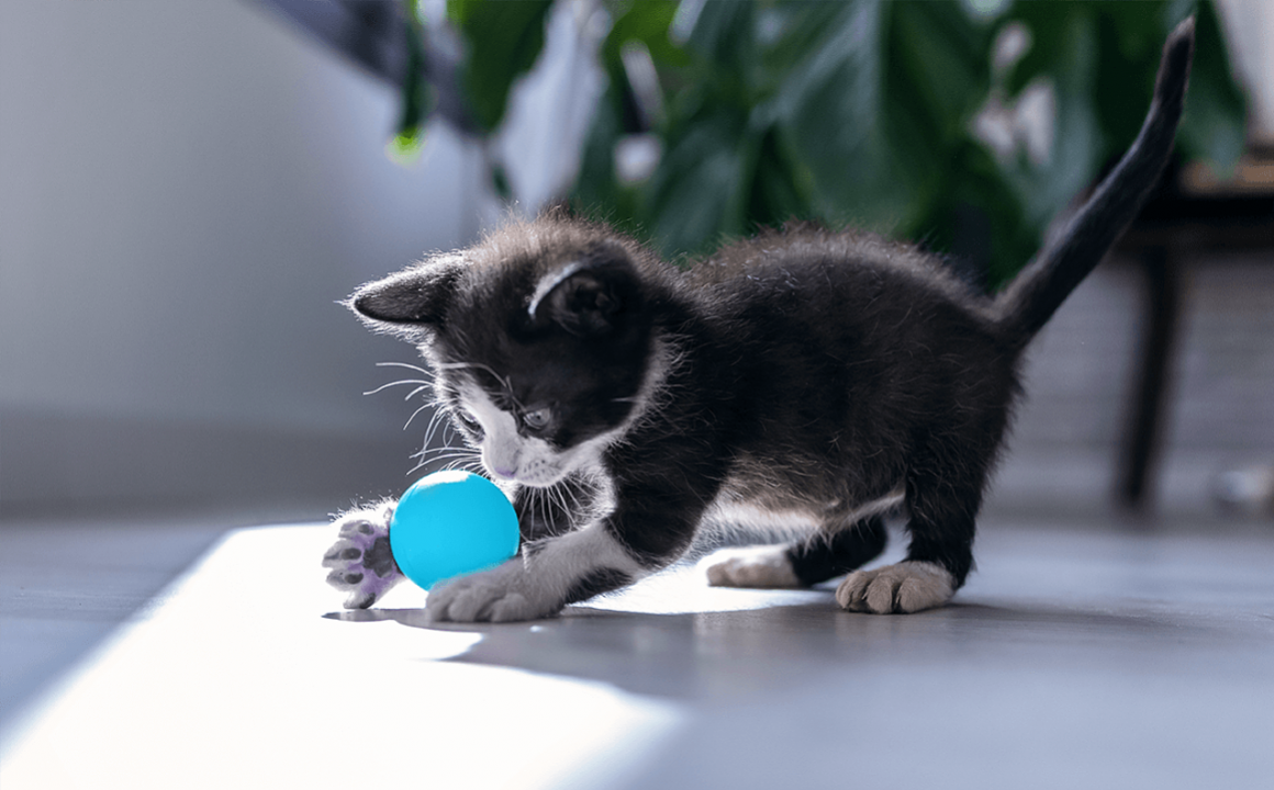 La premi&egrave;re nuit d&rsquo;un chat &agrave; la maison