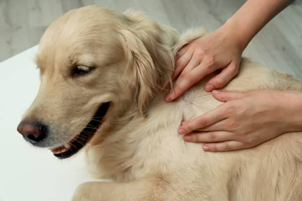 Cisti sebacea nel cane: come riconoscerla e trattarla