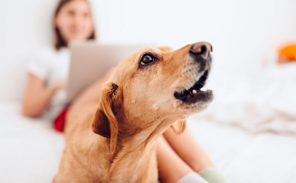 Mi perro ladra por todo: &iquest;qu&eacute; puedo hacer?