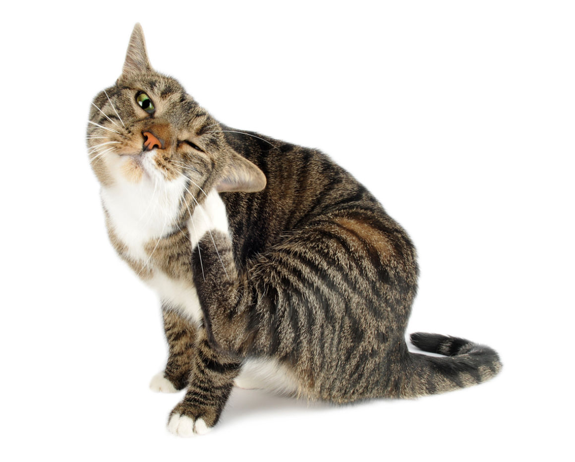 como-saber-si-mi-gato-tiene-pulgas-2.jpg