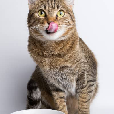 &iquest;C&oacute;mo puedo saber cu&aacute;l es la mejor alimentaci&oacute;n para gatos?
