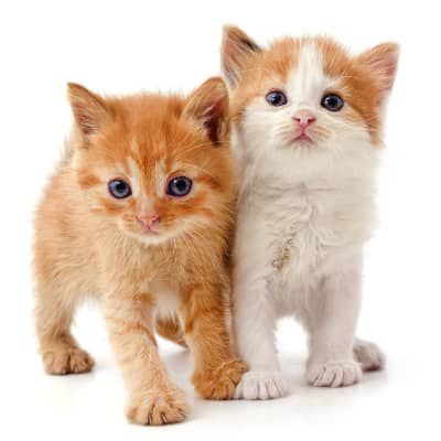 Tipos de gatitos: conoce las razas de gatitos y sus necesidades