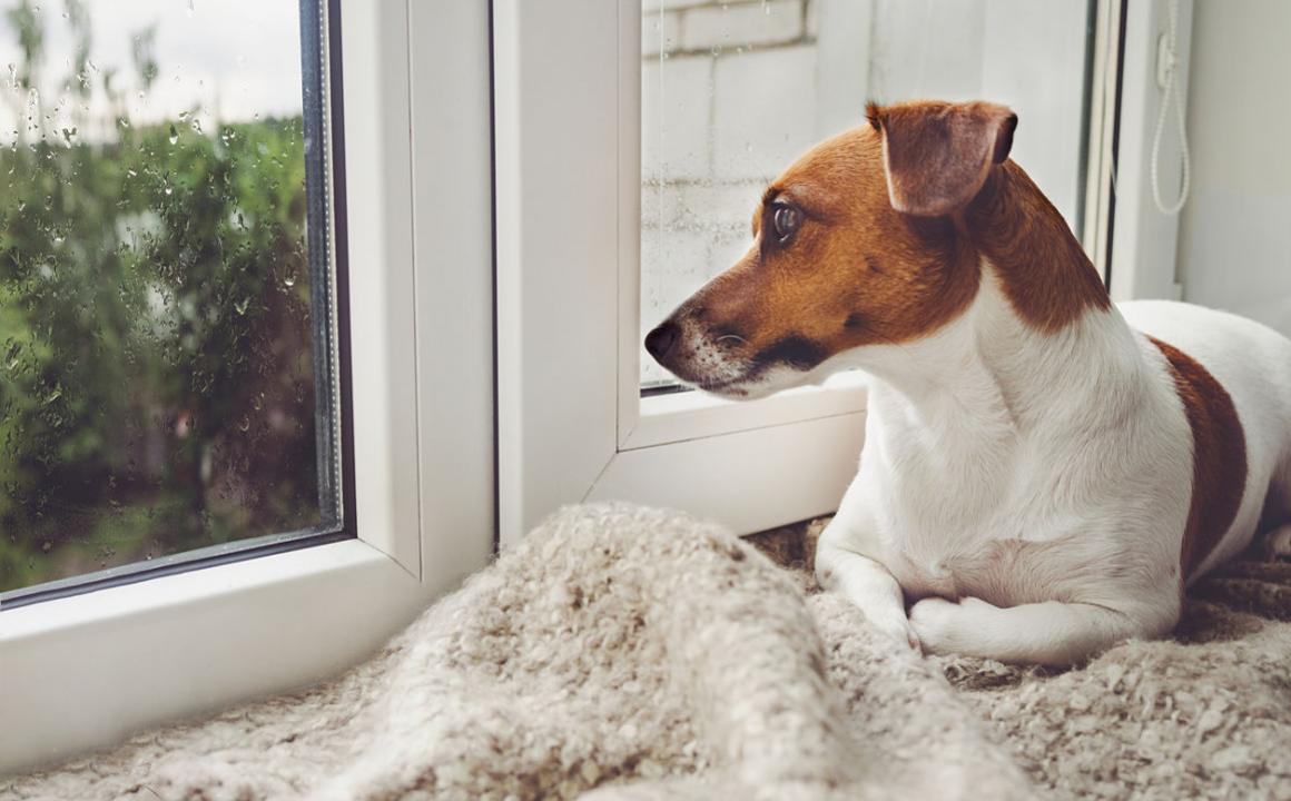 C&oacute;mo evitar que mi perro ladre cuando est&aacute; solo