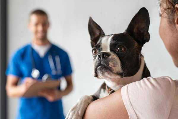 L&rsquo;anaplasmose chez le chien : tout ce qu&rsquo;il faut savoir&nbsp;