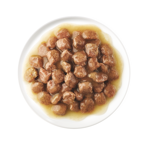 Plato de comida h&uacute;meda kitten