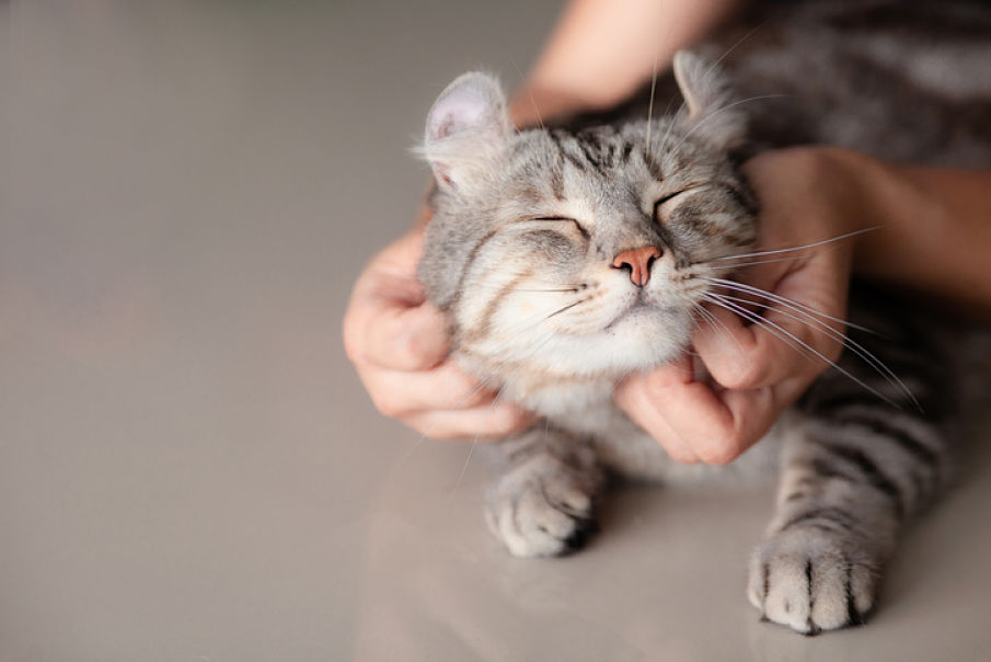 adopcion_de_gatos_adaptacion_2.jpg