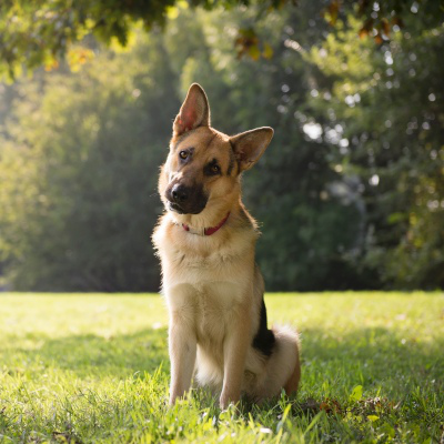 Insulina para perros, &iquest;c&oacute;mo utilizarla?