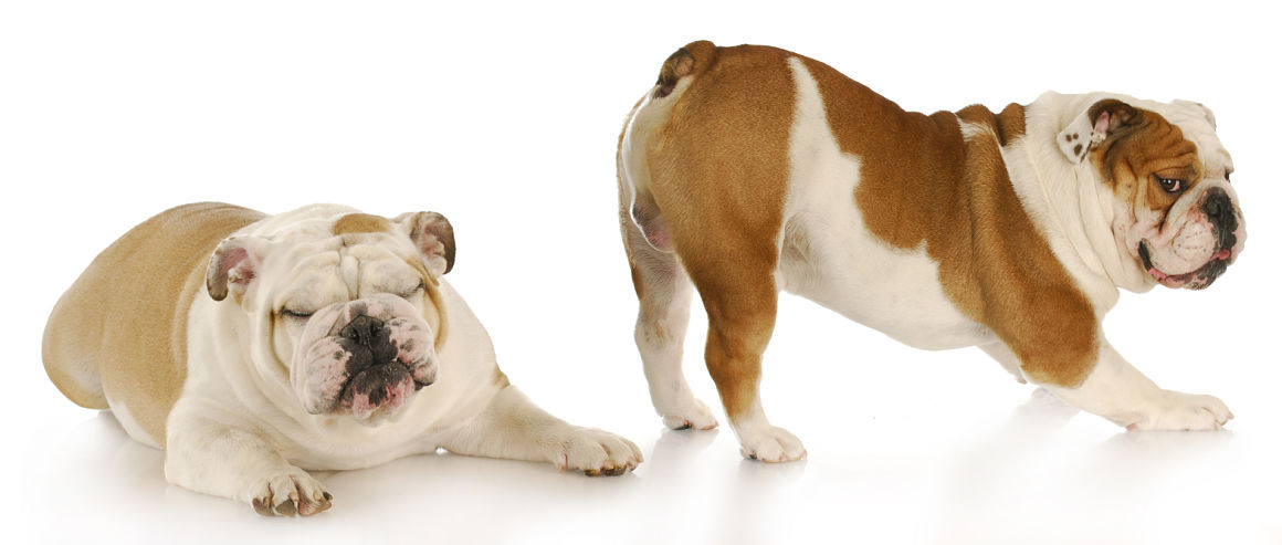 mon-chien-sent-mauvais-2.jpg
