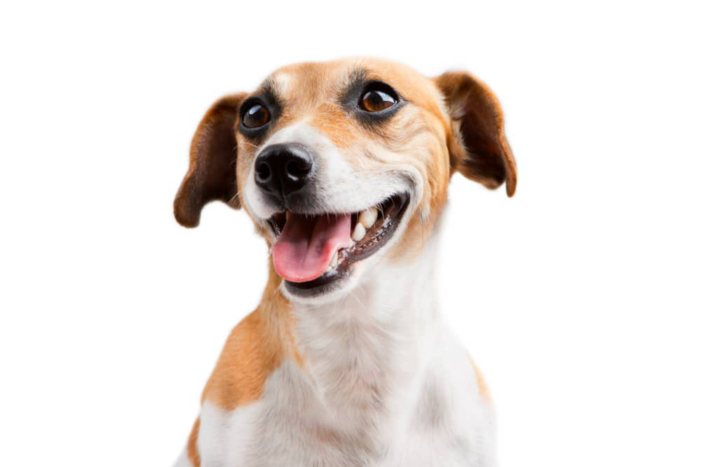 dermatitis-seborreica-perros-002.jpg