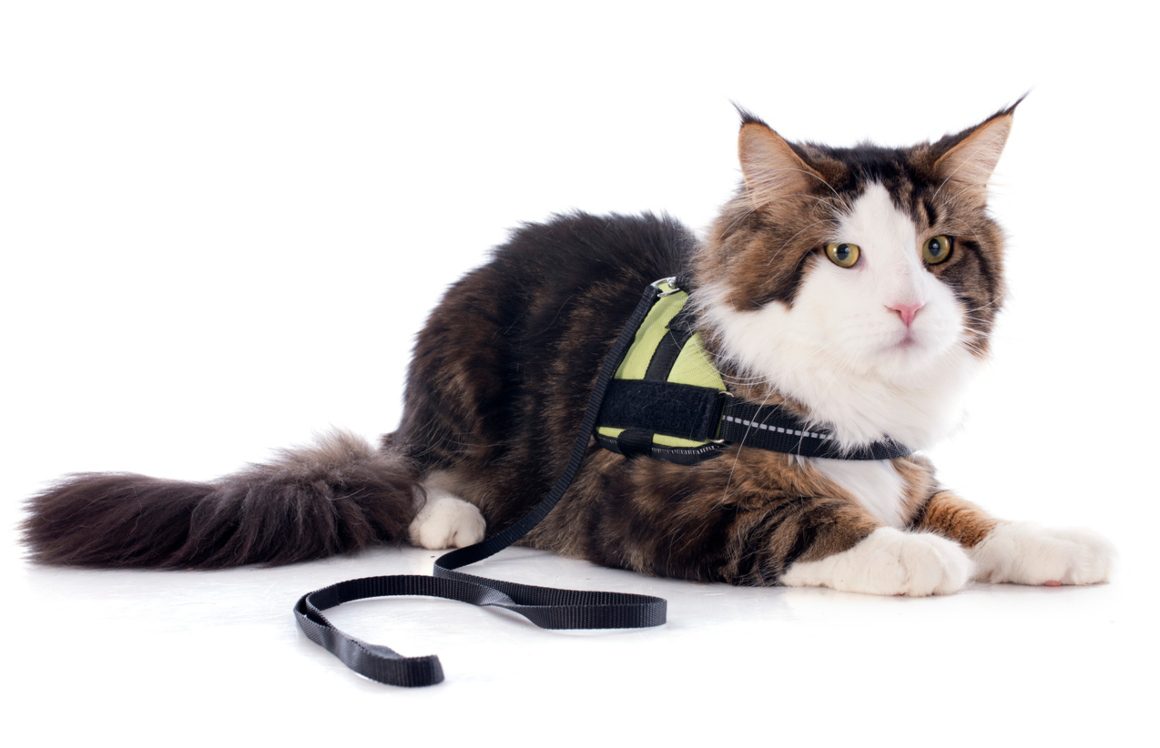 voyager-avec-un-chat-en-voiture-2.jpg