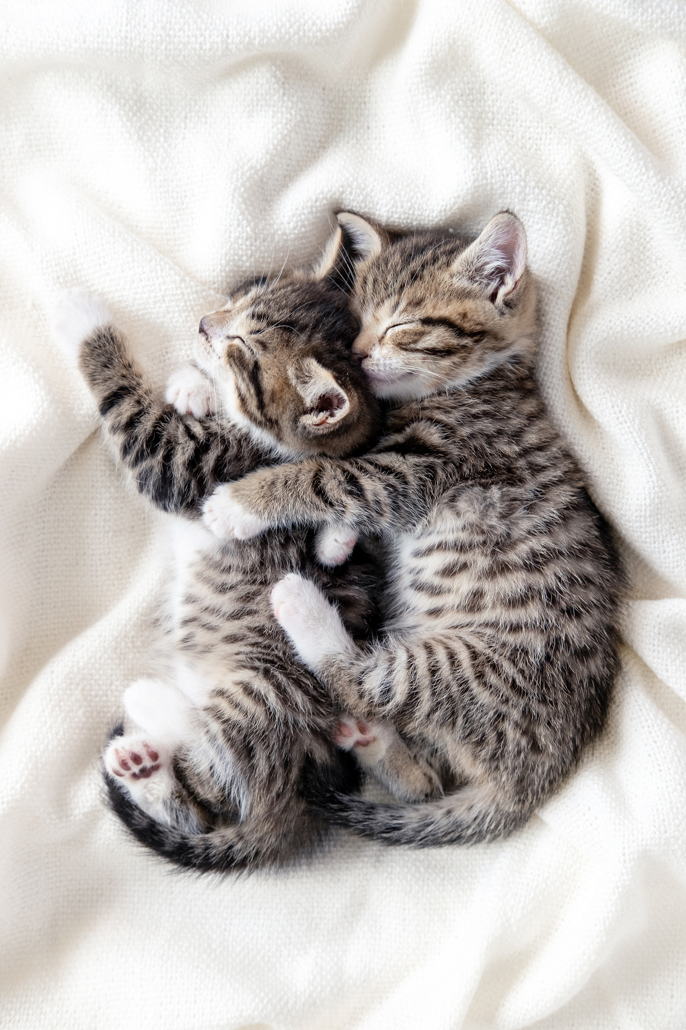 Il mio gattino dorme molto, &egrave; normale?