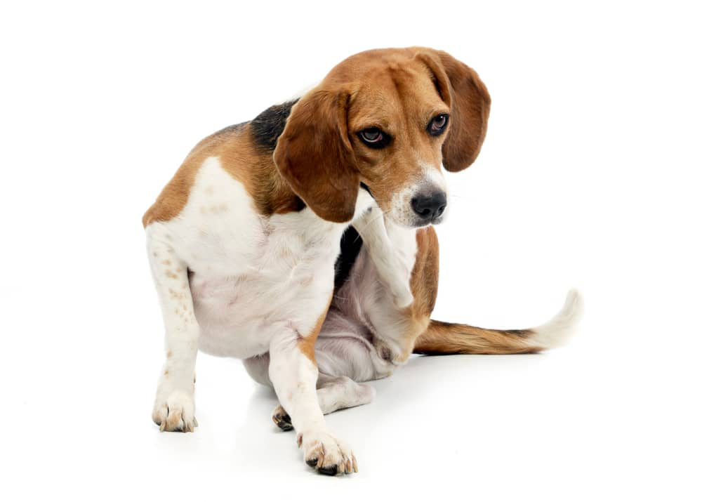 prurito-cani-002.jpg