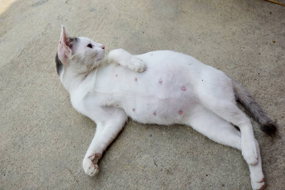 parvovirosi-gatto-002.jpg