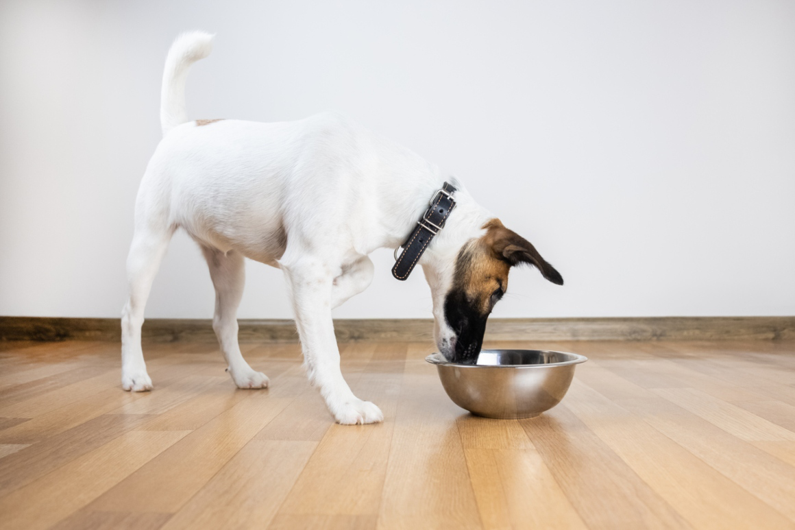 mi-perro-no-bebe-agua-2.jpg