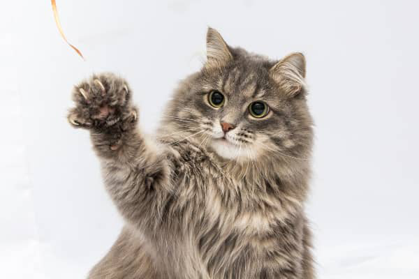 Desungulaci&oacute;n en gatos: &iquest;Es legal? Alternativas y cuidados