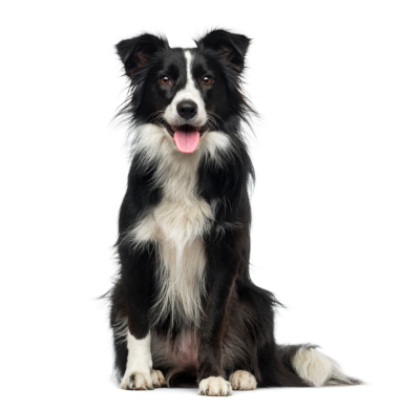 &iquest;Qu&eacute; es la dermatitis h&uacute;meda en perros y como curarlo?