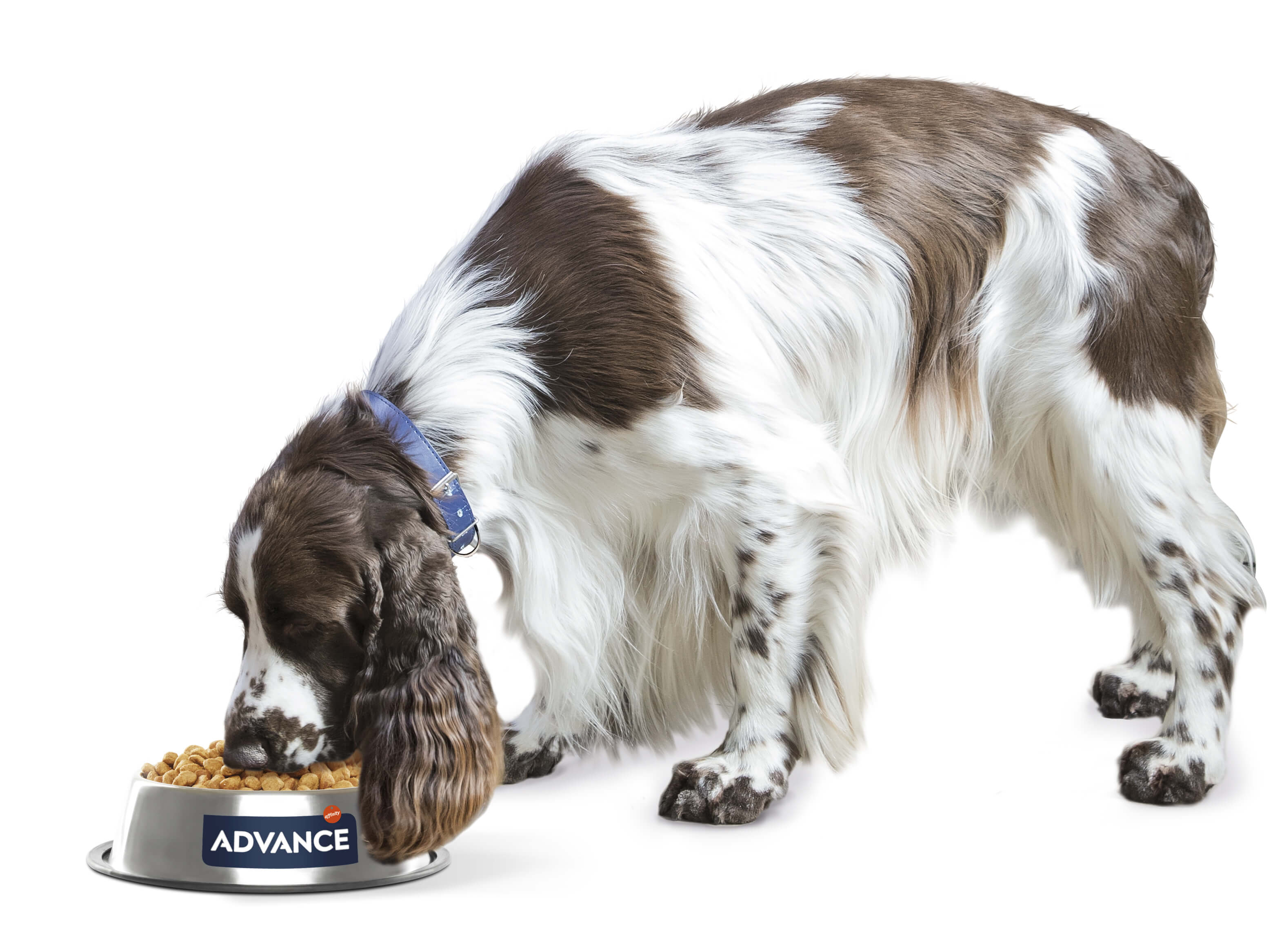 riz-pour-chien-2.jpg