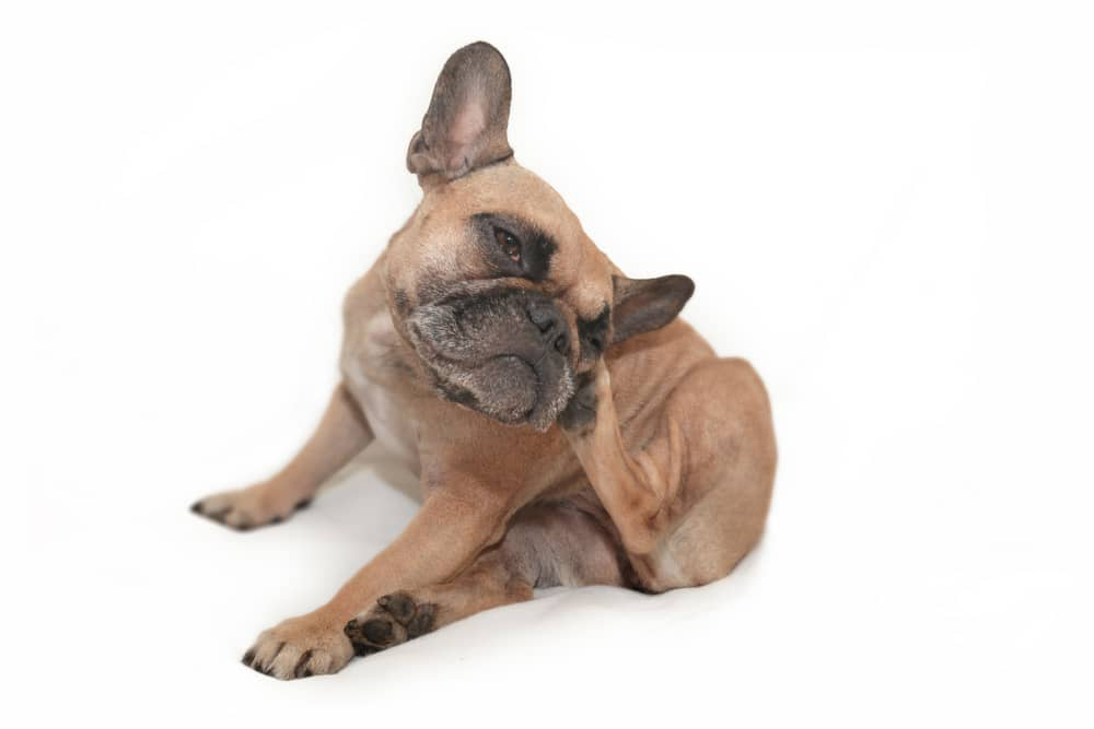dermatitis-en-perros_003.jpg