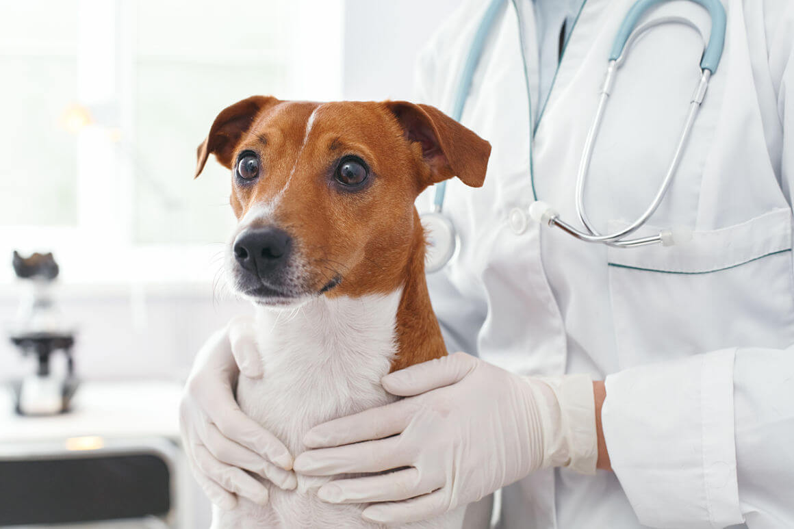 polydipsie-chien-2.jpg
