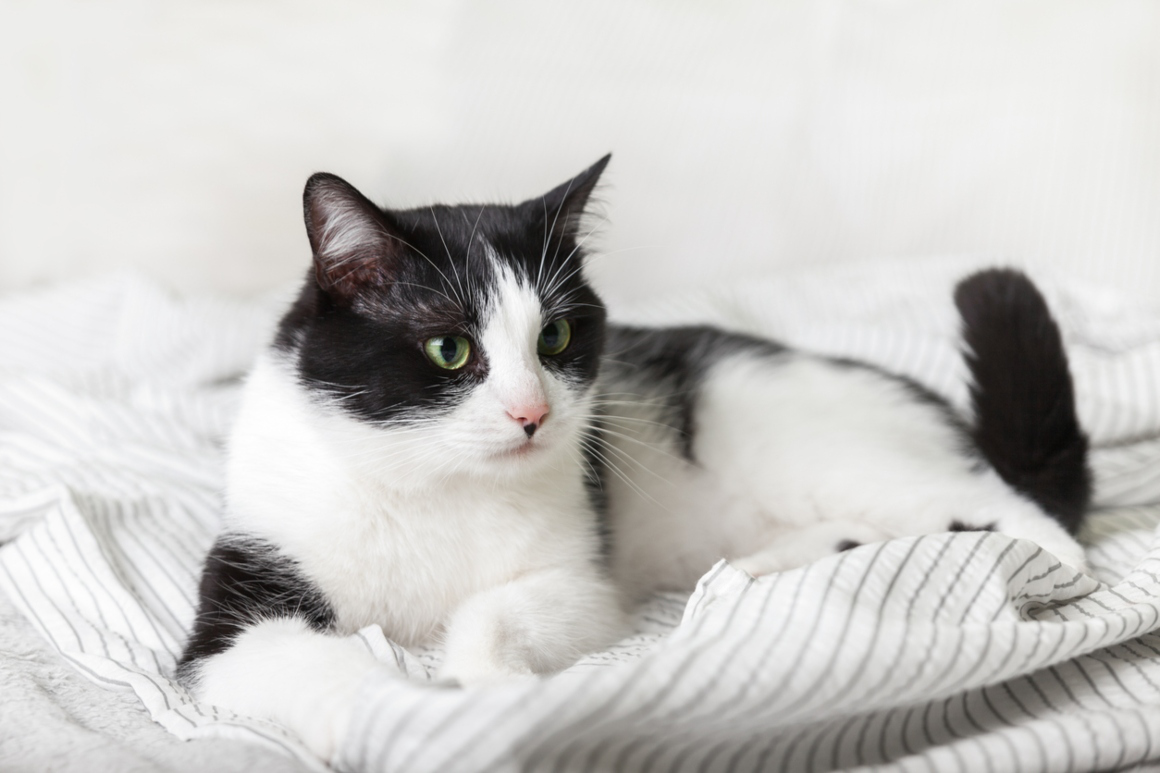 temperature-normale-chat-2.jpg