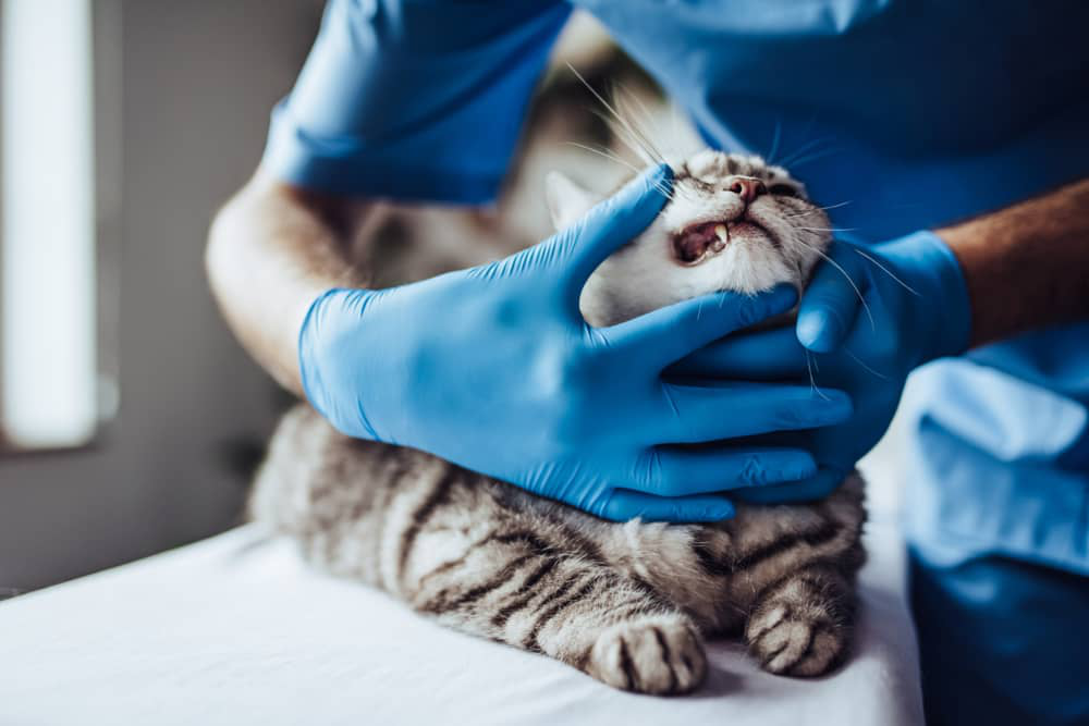 chat-infection-bouche-002.jpg