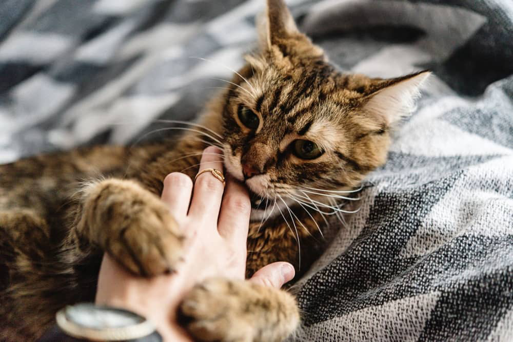 kedi-gece-uyutmuyor-003.jpg