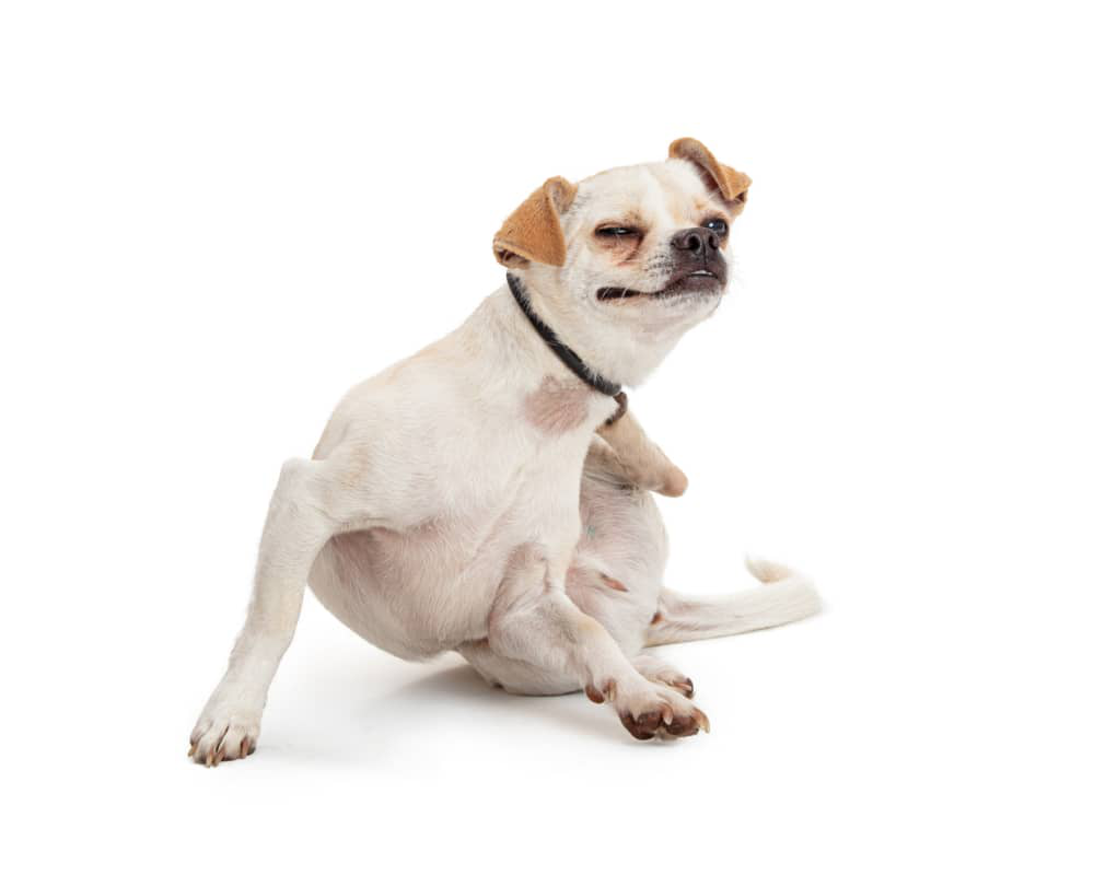 enfermedades-piel-perros-002.jpg