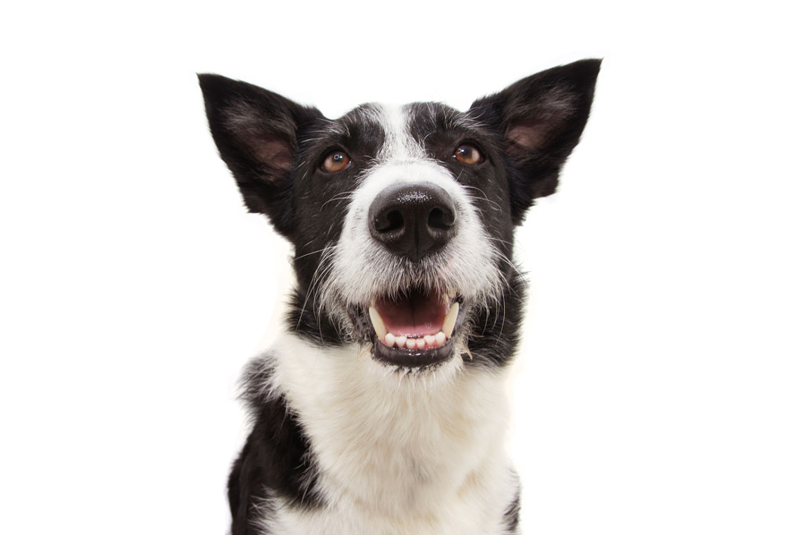 caries-en-perros-2.jpg