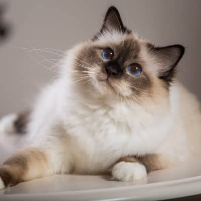 KEDİLERDE G&Ouml;Z BEBEKLERİ NEDEN B&Uuml;Y&Uuml;R, &Ccedil;&Ouml;Z&Uuml;MLERİ NELERDİR?