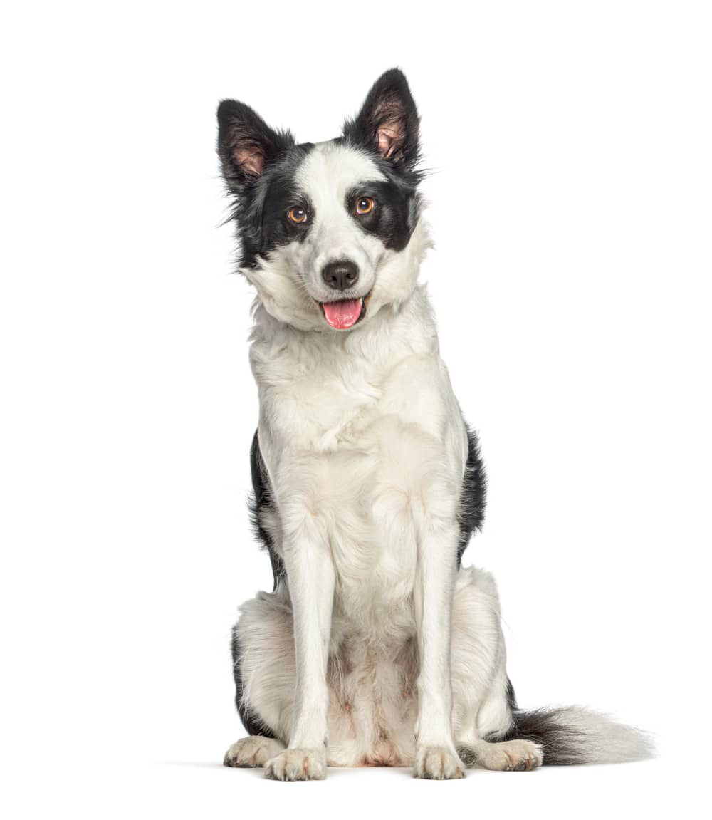 s&iacute;ntomas-leishmaniosis-perros-01.jpg