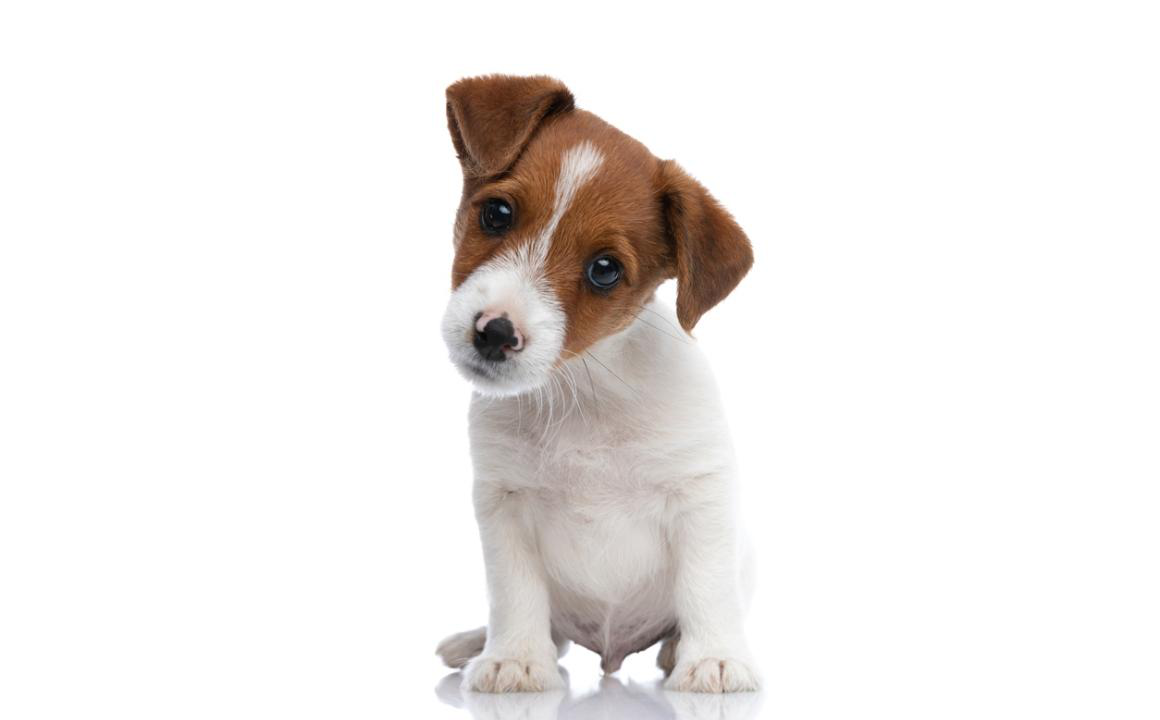 Uno m&aacute;s en la familia: cachorro en casa