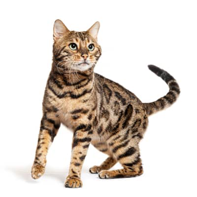 MI GATO EST&Aacute; MUY DELGADO: CAUSAS Y CONSEJOS
