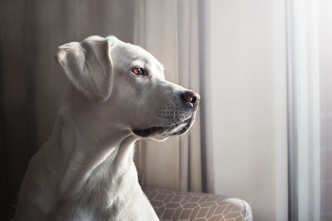 como-quitarle-el-miedo-a-un-perro-2.jpg