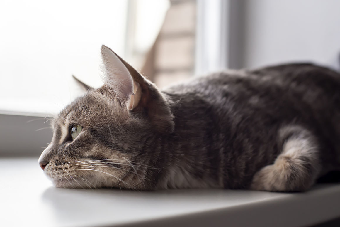 gripe-en-gatos-2.jpg