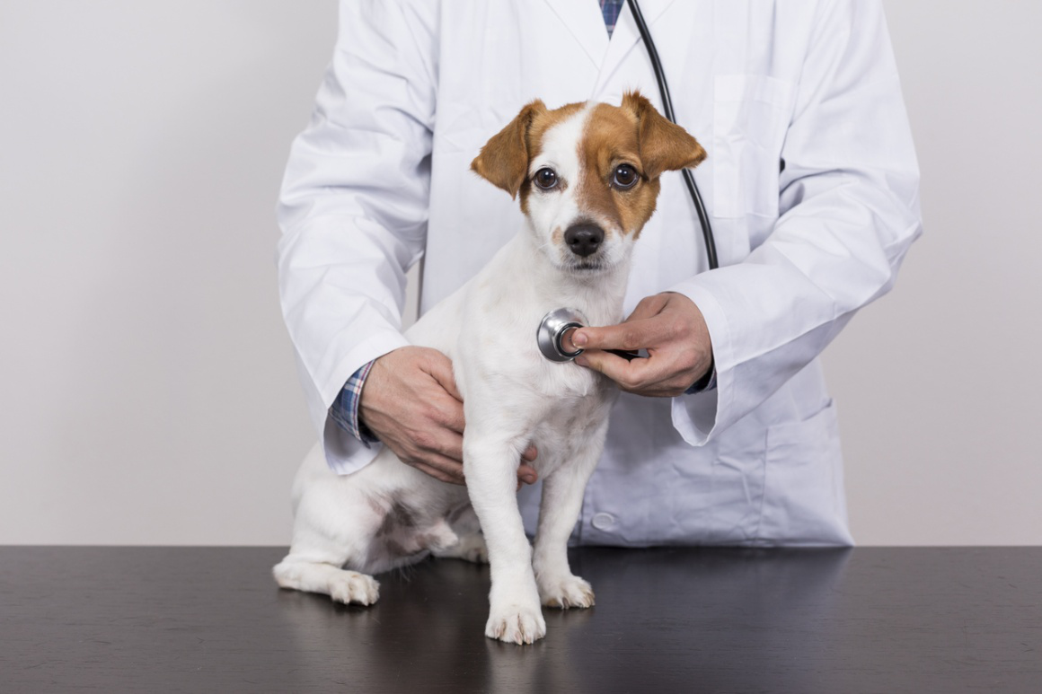Sterilizzazione cani: cosa c'&egrave; da sapere?