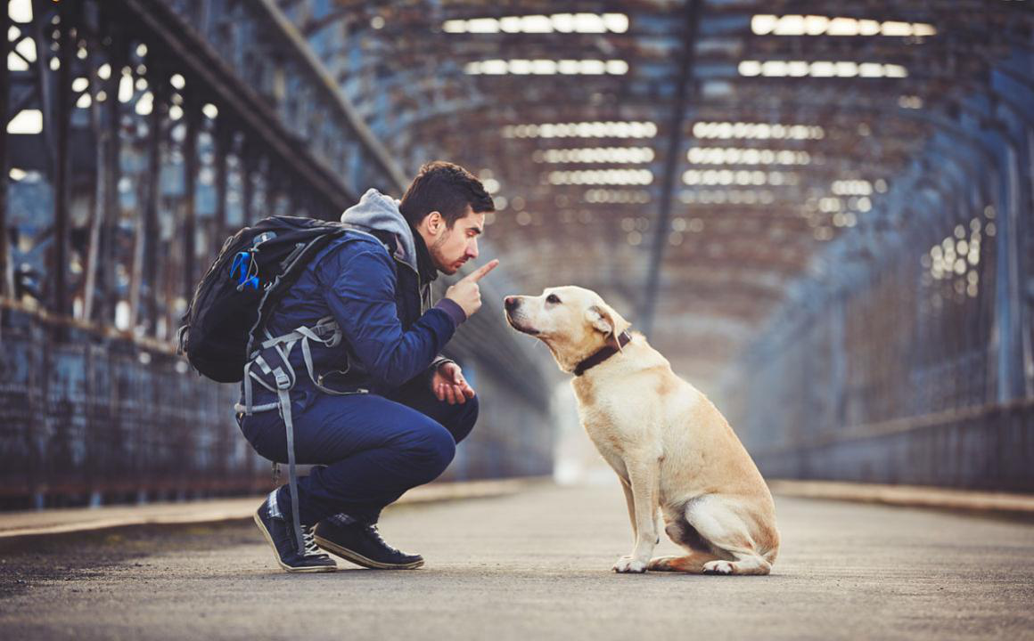 C&oacute;mo educar a un perro adulto: 8 trucos indispensables
