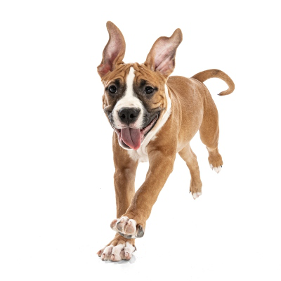 Pata de pollo para perros: &iquest;son seguras o peligrosas?