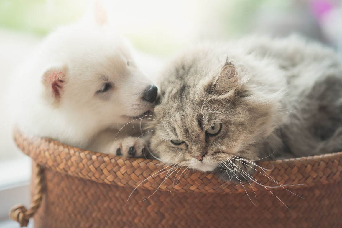 rafforzare-sistema-immunitario-cucciolo-2.jpg