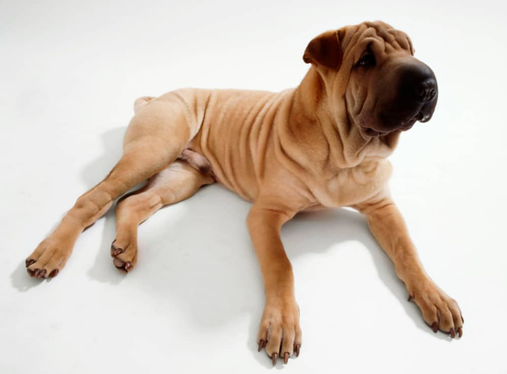 caine-shar-pei-003.jpg
