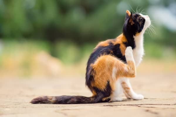 Allergie aux puces chez le chat : tout ce qu'il faut savoir